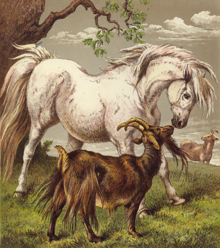 Pony a kozy (barva lito) od English School
