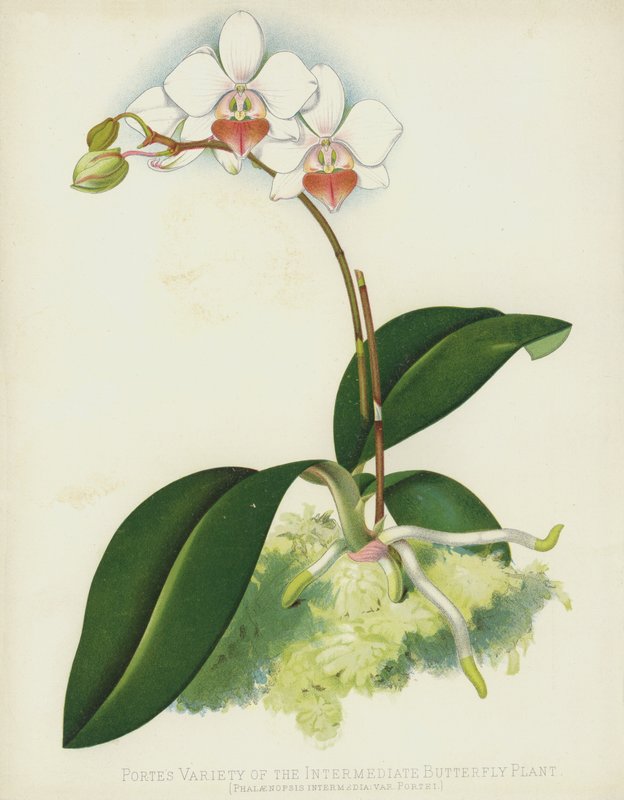 Portes Varieta intermediální rostliny motýlů, Phalaenopsis Intermedia, var Portei od English School