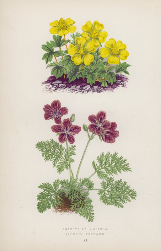 Potenciálně nejednoznačné; Erodium Petraeus (barevné lito) od English School
