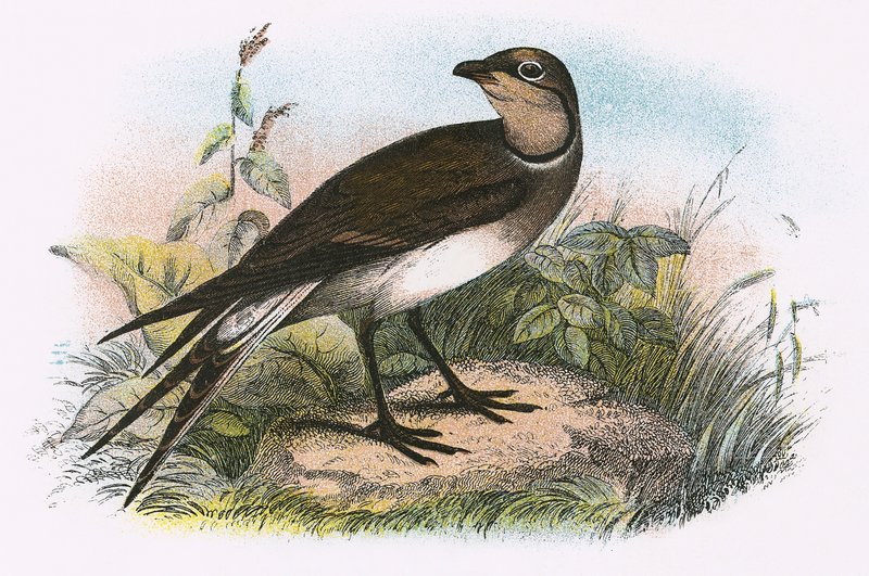 Pratincole od English School