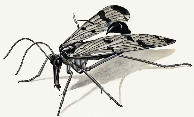 Dravci minulosti (Scorpion Fly) od English School