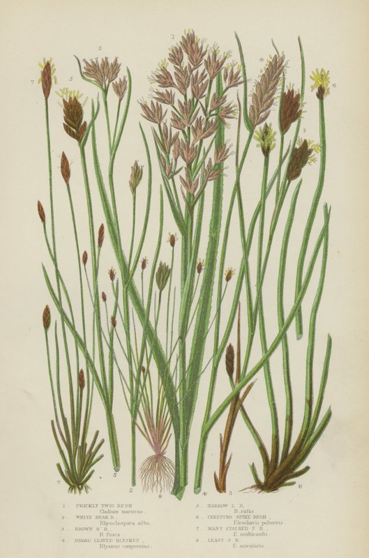 Pichlavá větvička Rush, White Beak Rush, Brown Beak Rush, Broad Leaved Blysmus, Narrow Leaved Blysmus (barevná litografie) od English School