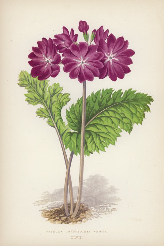 Primula Cortusoides Amoena (barva lito) od English School