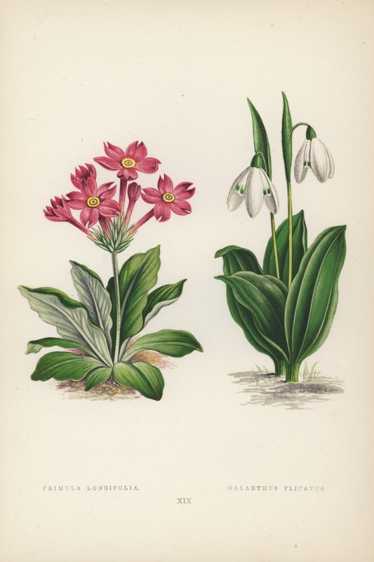 Primula Longifolia; Galanthus Plicatus (barva lito) od English School