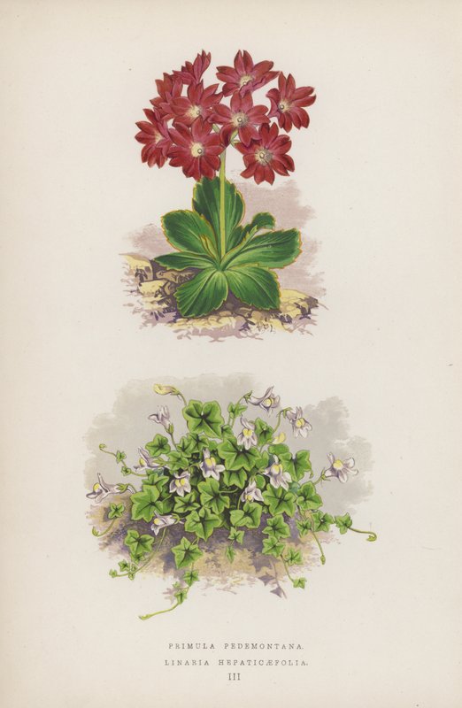 Primula Pedemontana; Linaria Hepaticaefolia (barevná litografie) od English School