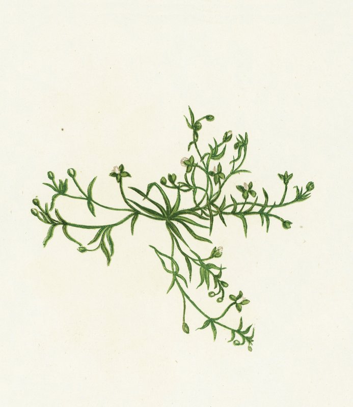 Procumbent Pearl-Wort, Sagina Procumbens od English School