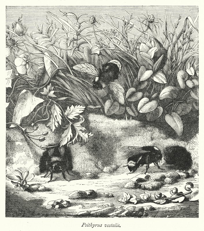Psithyrus vestalis (rytina) od English School
