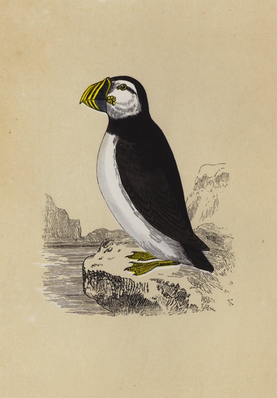 Puffin (barevná litografie) od English School