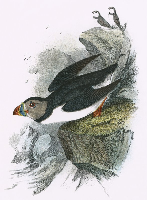 Puffin od English School