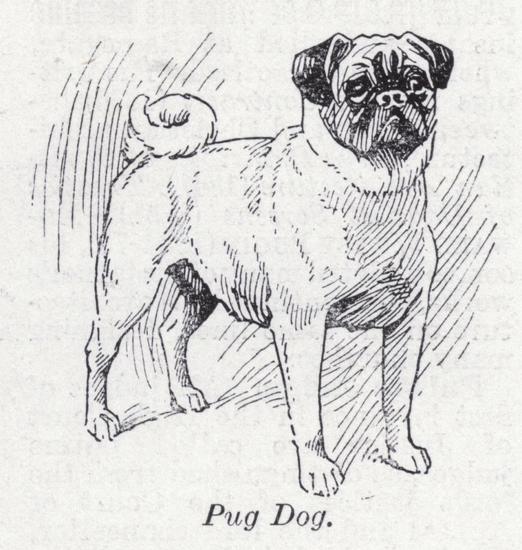 Mops pes (litho) od English School
