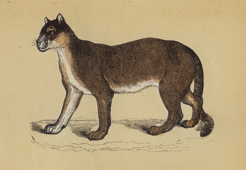 Puma (barevná lito) od English School