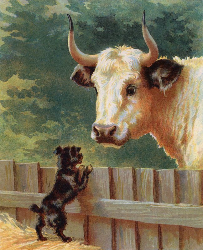 Štěně čelí býkovi na farmě (chromolitho) od English School