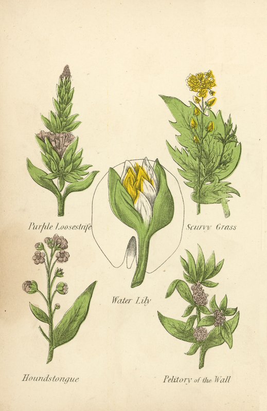 Purple Loosestrife, Scurvy Grass, Leknín, Houndstongue, Petitory of the Wall (barva lito) od English School