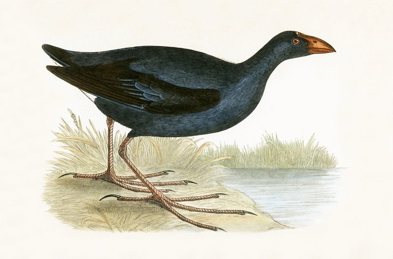 Purple Waterhen, ilustrace z „Historie ptáků Evropy nepozorovaných na Britských ostrovech“ od Charlese Roberta Bree (1811-86), vydáno 1867 od English School