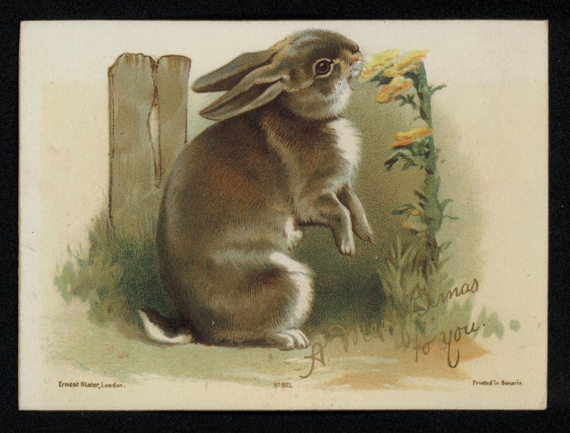Králík jíst žluté květy, vánoční přání. (chromolitho) od English School