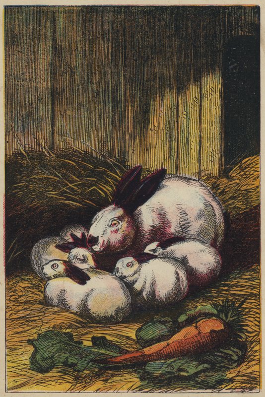 Králíci (barevná litografie) od English School