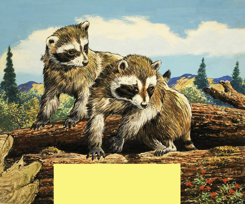 Racoons od English School