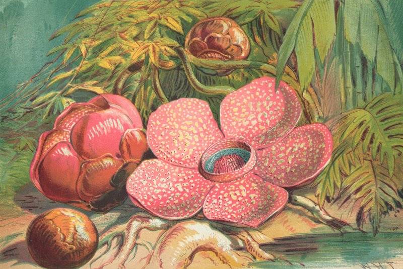 Rafflesia Arnoldii, obří květina deštných pralesů na Sumatře od English School