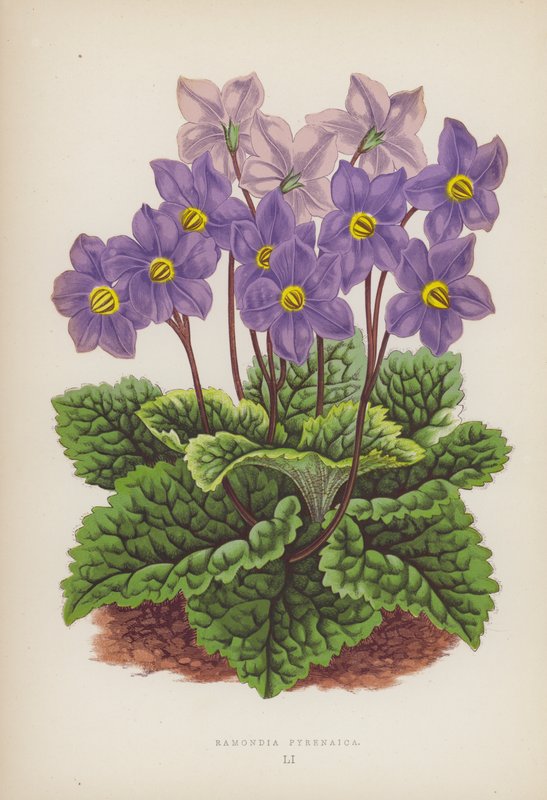 Ramondia Pyrenaica (barva litho) od English School