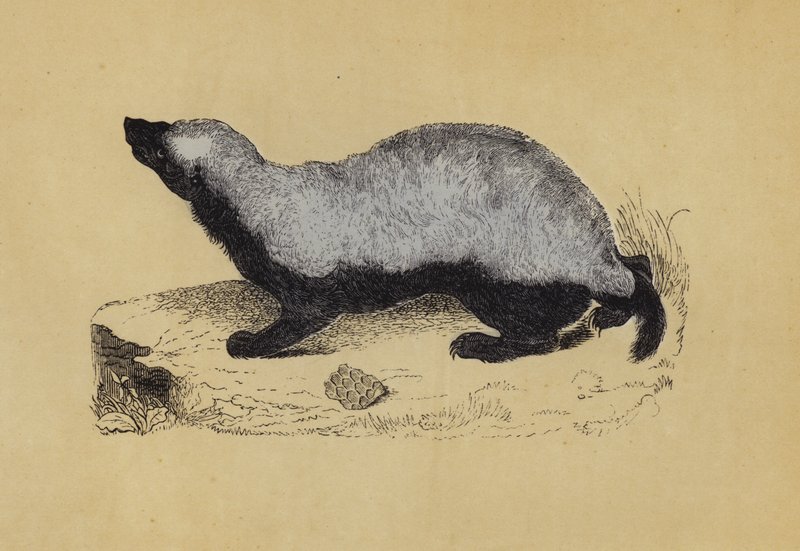 Ratel (barevná litografie) od English School