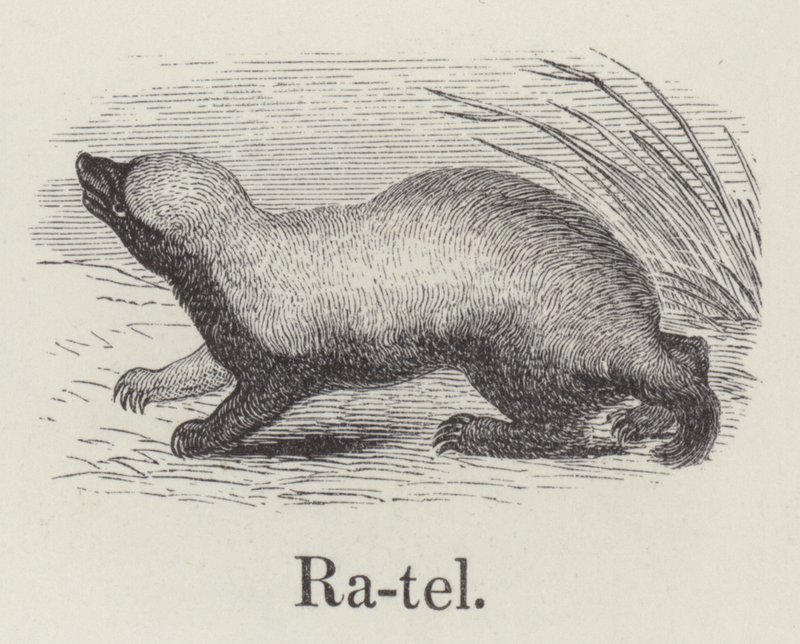 Ratel (rytina) od English School