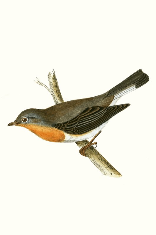 Mucholapka rudokrká, ilustrace z knihy "A History of the Birds of Europe Not Observed in the British Isles" od Charlese Roberta Bree (1811-86), vydáno 1867. od English School