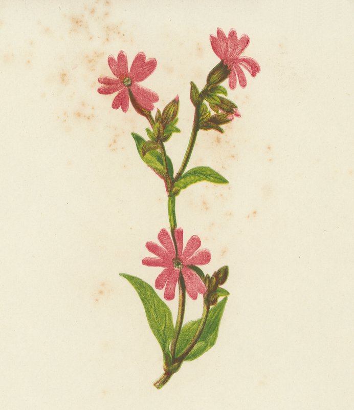 Campion červený, Lychnis Dioica (barevná litografie) od English School
