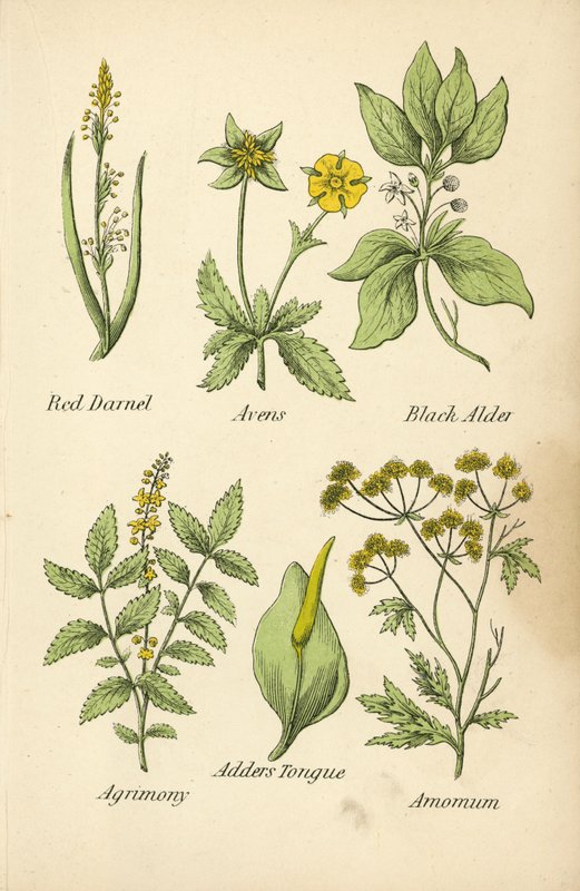 Červený kopretina, Avens, Černá olše, Agrimony, Adders Tongue, Amomum (barevná litografie) od English School