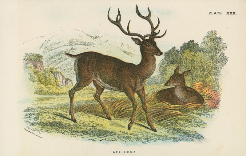 Red Deer od English School