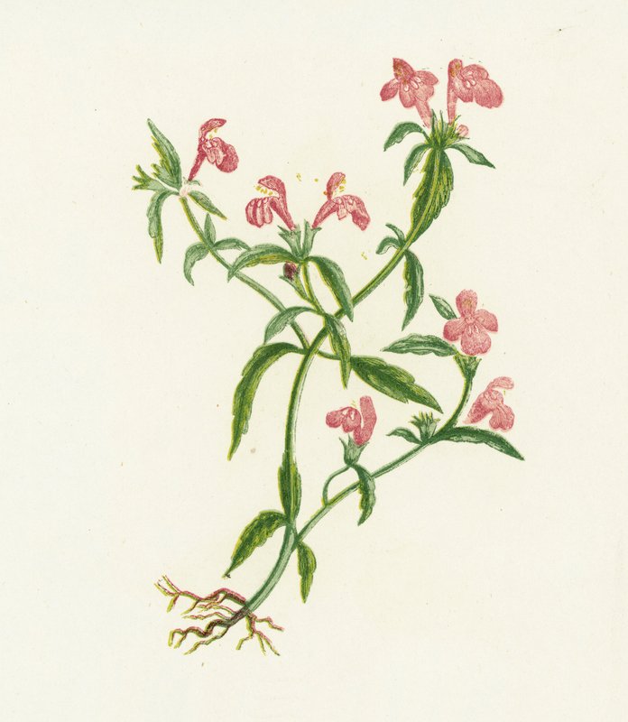 Kopřiva červená konopná, Galeopsis Ladanum od English School