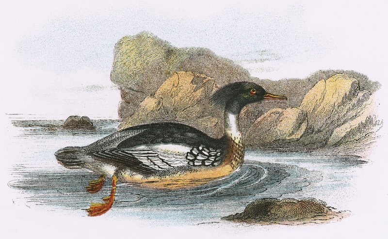 Merganser s červenými prsy od English School