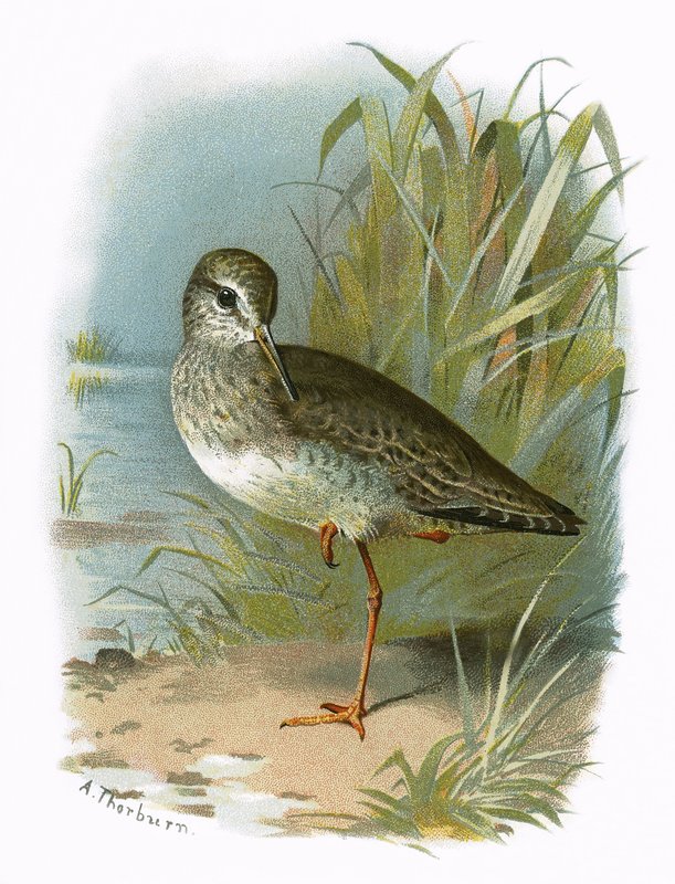 Redshank od English School