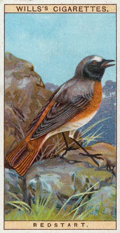Redstart od English School