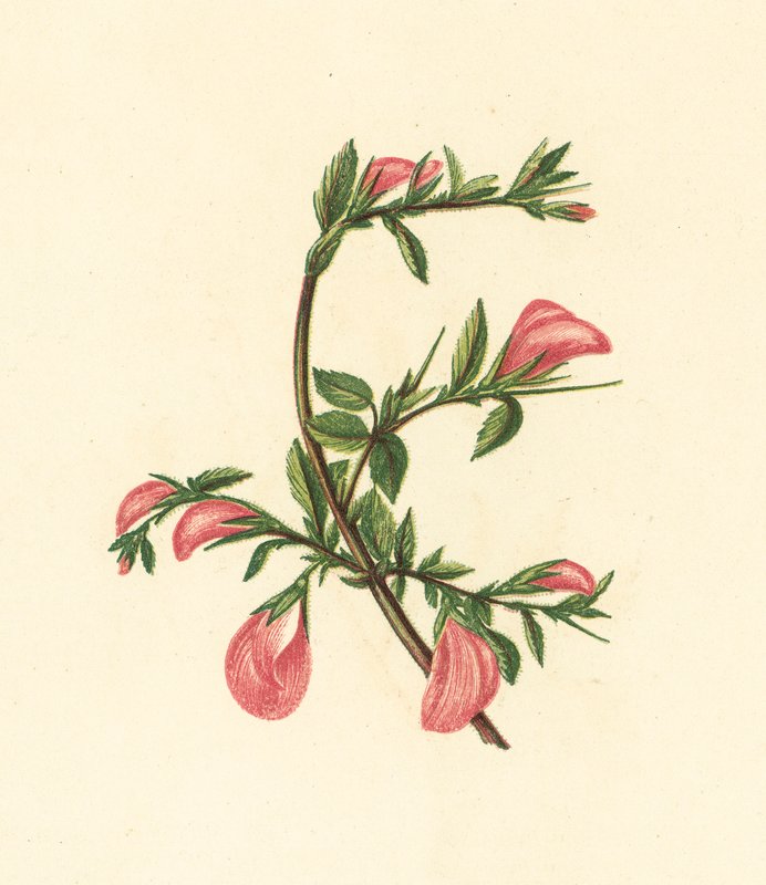 Rest-Harrow, Ononis Arvensis (barevná litografie) od English School
