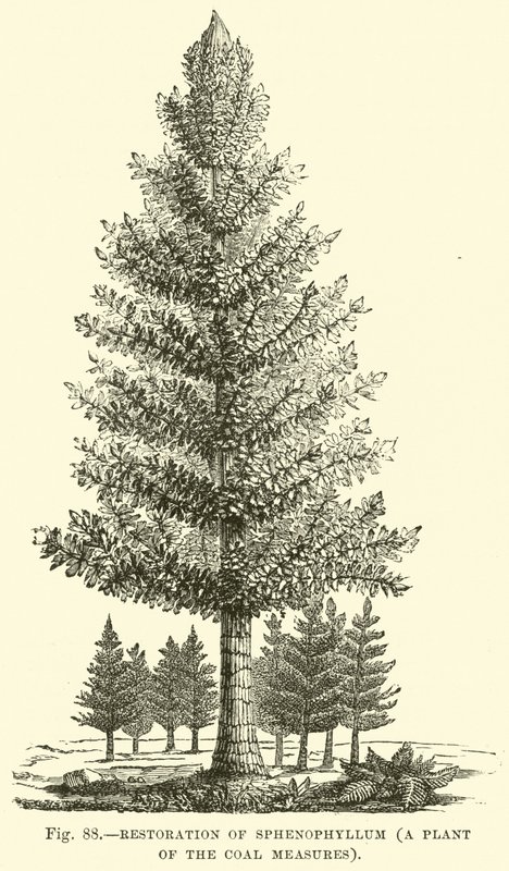 Obnova Sphenophyllum, rostlina uhelných opatření od English School