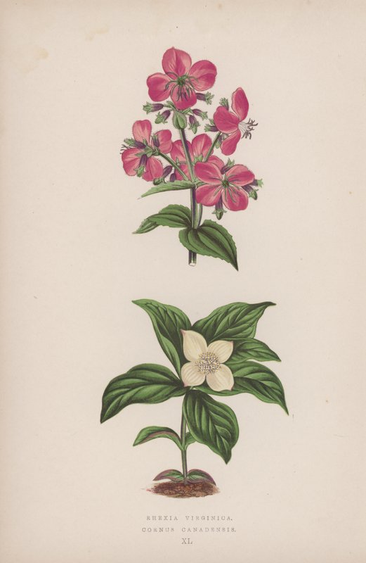 Rhexia Virginica; Cornus Canadensis (barevná litografie) od English School