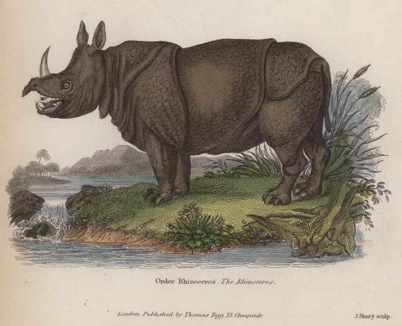 Rhinoceros (barevná rytina) od English School