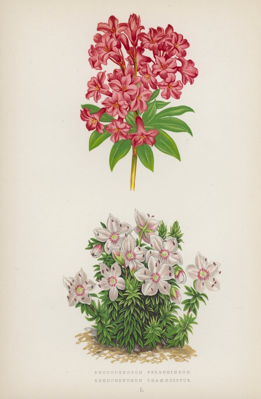 Rhododendron Ferrugineum; Rhododendron Chamaecistus (barevná litografie) od English School