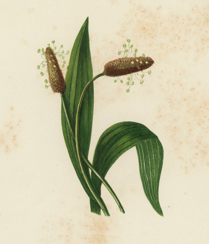 Jitrocel kopinatý, Plantago Lanceolata (barevná litografie) od English School