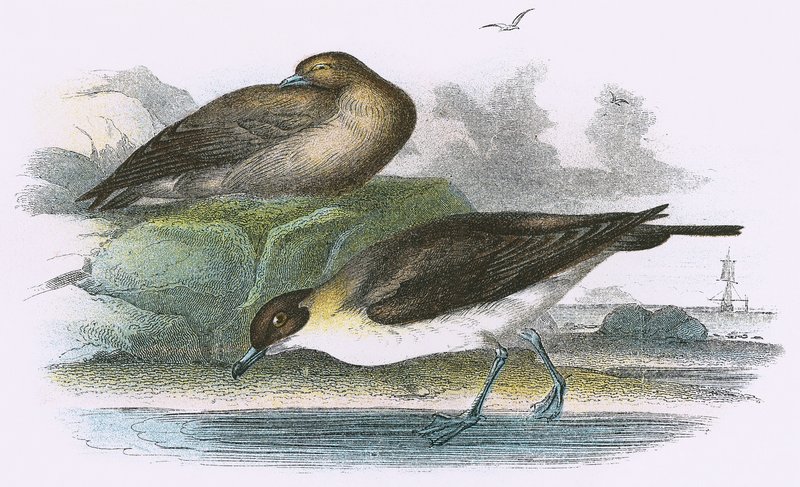 Richardsonova Skua od English School