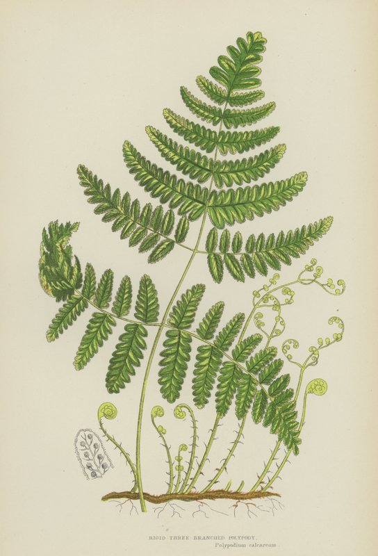 Tuhá třívětvová polypodie (barevná lito) od English School