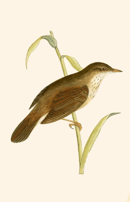 River Warbler, ilustrace z „Historie ptáků Evropy nepozorovaných na Britských ostrovech“ od Charlese Roberta Bree (1811-86), vydáno 1867 od English School