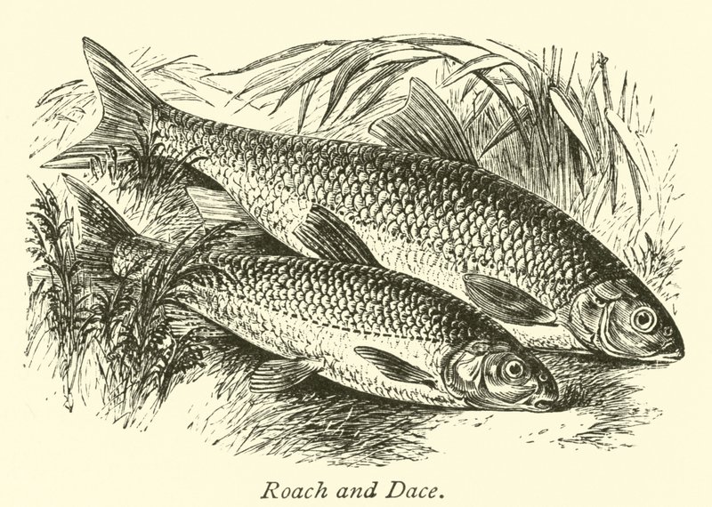 Roach a Dace od English School