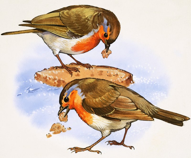 Robins jíst kus chleba od English School