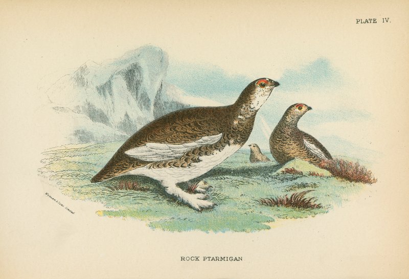 Rock Ptarmigan od English School