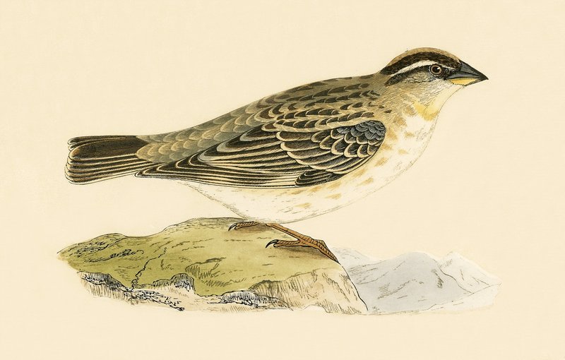 Rock Sparrow, ilustrace z „Historie ptáků Evropy nepozorovaných na Britských ostrovech“ od Charlese Roberta Bree (1811-86), vydáno 1867 od English School