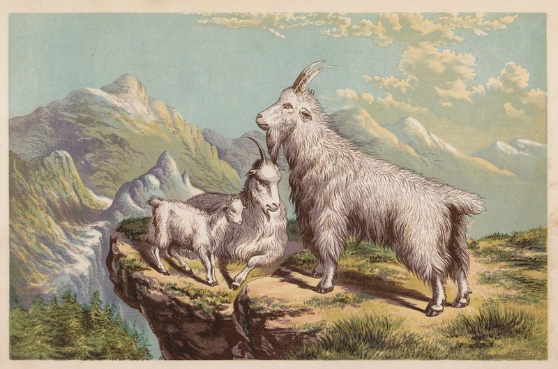 Koza skalní, Aplocerus Montanus (barevná litografie) od English School