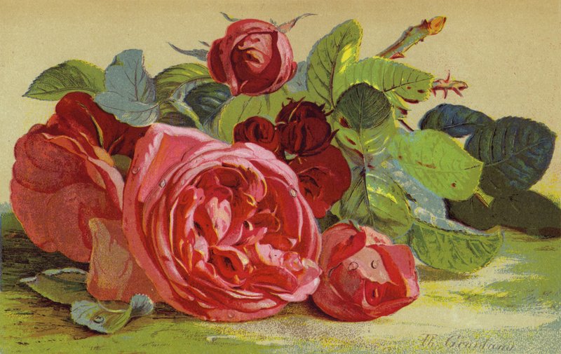 Roses, vévoda z Edinburghu od English School