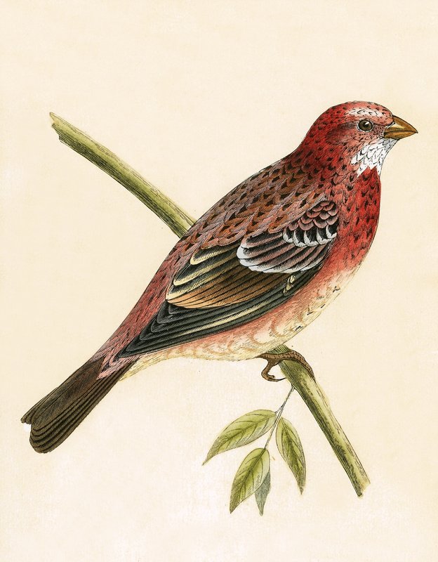 Rosy Bullfinch, ilustrace z „Historie ptáků Evropy nepozorovaných na Britských ostrovech“ od Charlese Roberta Bree (1811-86), vydáno 1867 od English School