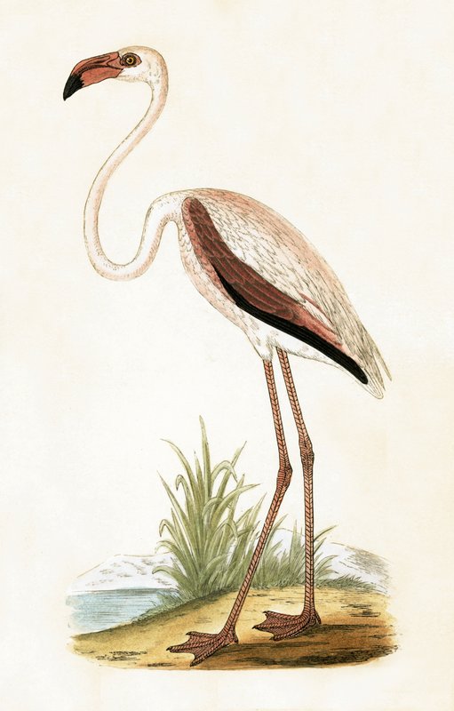 Rosy Flamingo, ilustrace z „Historie ptáků Evropy nepozorovaných na Britských ostrovech“ od Charlese Roberta Bree (1811-86), vydáno 1867 od English School